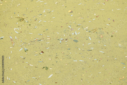 Photos Green duckweed covers a smooth water surface with scattered fallen leaves