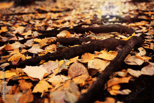 Obraz na plátně Beautiful Nature Autumn landscape