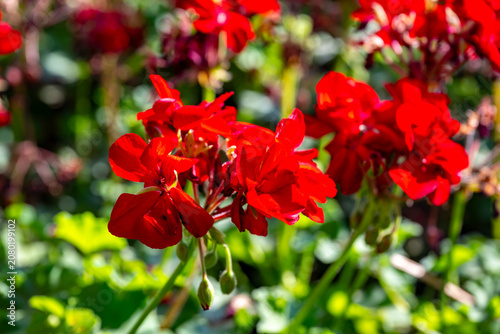 Obraz na płótnie Geranium is a genus of 422 species of annual, biennial, and perennial plants that are commonly known as geraniums, hardy geraniums, or cranesbills