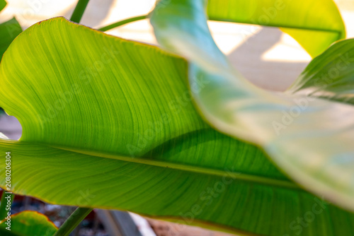 Quadro su tela Strelitzia nicolai, commonly known as the wild banana or giant white bird of par