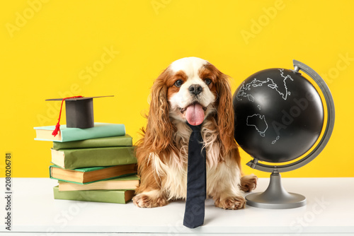 Funny cavalier King Charles...