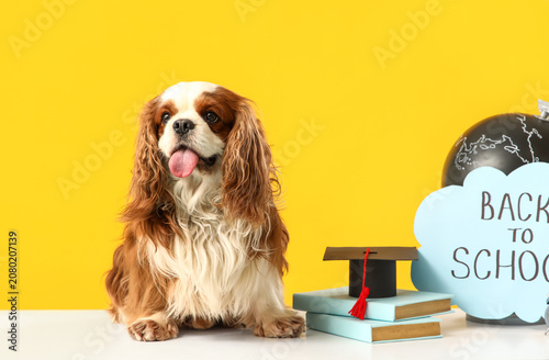 Cute cavalier King Charles ...