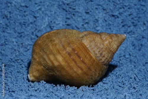 Fotografie Closeup view of shell of Pustular triton