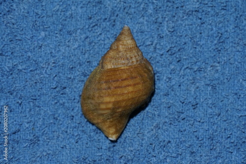 Fotografie Closeup view of shell of Pustular triton