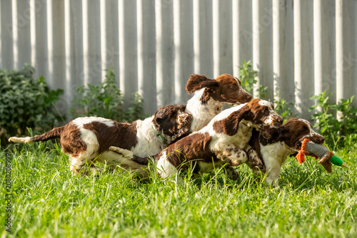 Konstfotografi English Springer Spaniel Puppies Playing Together with Toys on Green Grass