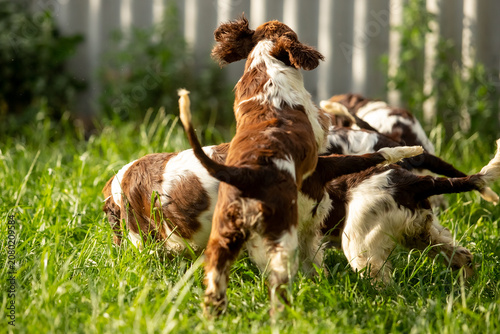 Bild auf Leinwand English Springer Spaniel Puppies Playing Together with Toys on Green Grass