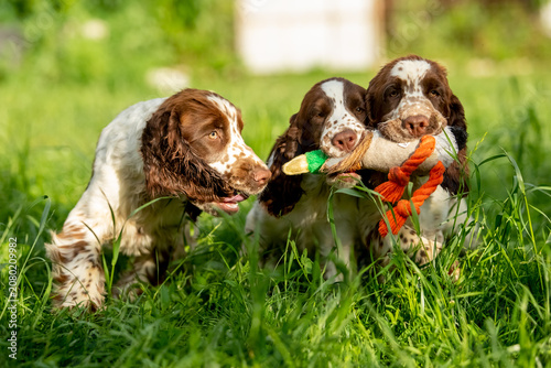 Obraz na płótnie English Springer Spaniel Puppies Playing Together with Toys on Green Grass