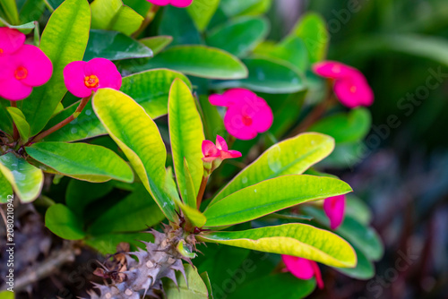 Canvas Print Euphorbia milii, the crown-of-thorns, Christ plant or Christ's thorn, is a species of flowering plant in the spurge family, Euphorbiaceae, native to Madagascar