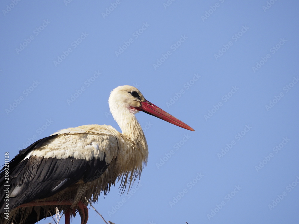 Fototapeta premium White stork in the nest
