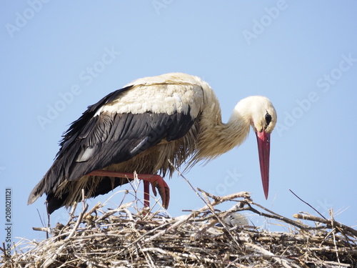 White stork in the nest