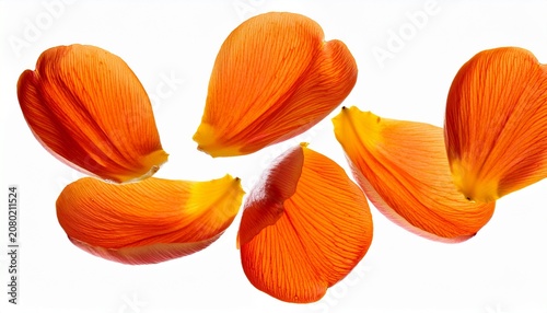 Floating Orange Flower Petals Isolated On Transparent Background