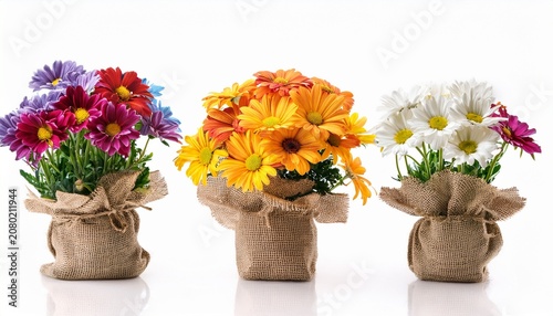 Beautiful Colorful Daisy Flowers In Small Pots Decorated With Sackcloth Isolated On White