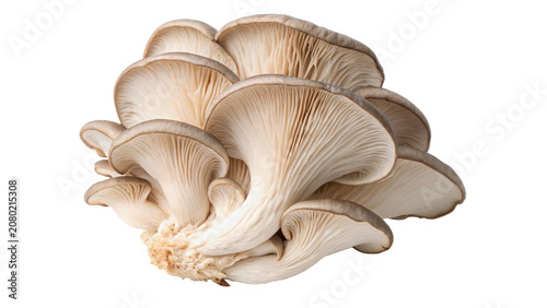Schilderij op canvas Fresh organic grey oyster mushrooms cluster raw food isolated on transparent bac