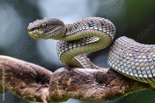 A mangrove pit viper in a poised stance, ready to strike.