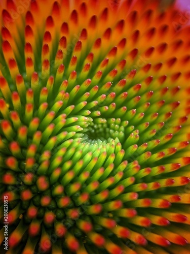 Foto Echinacea blossom