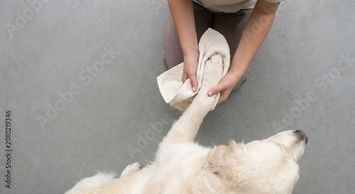 Top down view of an owner using a towel to clean their golden retriever dog's paw