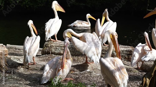 The Great White Pelican, Pelecanus onocrotalus also known as the rosy pelican is a bird in the pelican family.