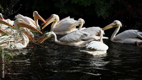 The Great White Pelican, Pelecanus onocrotalus also known as the rosy pelican is a bird in the pelican family.