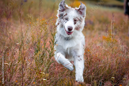Red Merle Border Collie with Heterochromia Running Through Wild Meadow