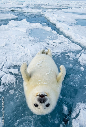 Cuadro en lienzo Cute White Harp Seal Pup Lying On Blue Ice Floe Looking Up At Camera In Arctic W