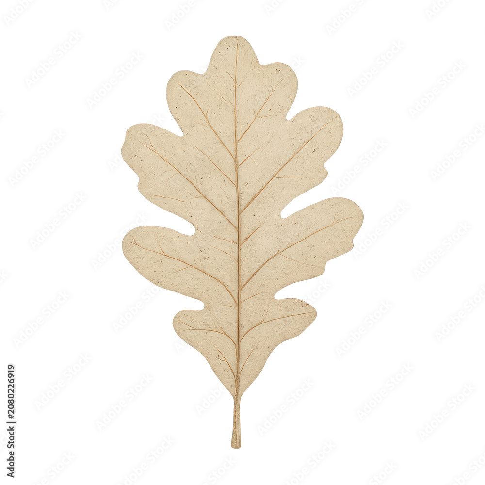 Fototapeta premium PNG Elegant oak leaf illustration