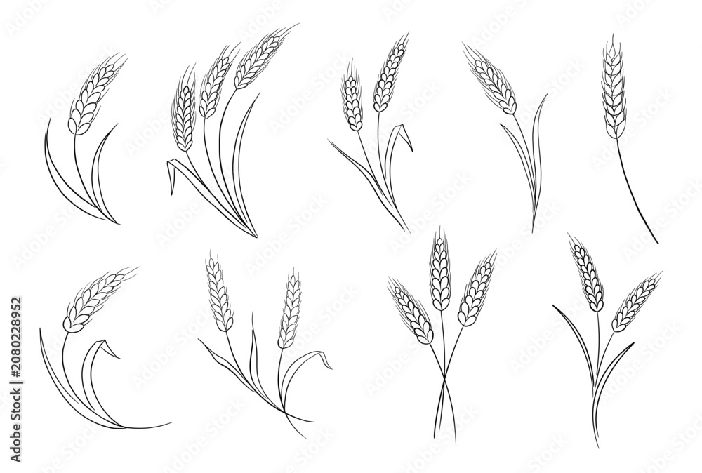 Fototapeta premium Barley, rye, and oat stalks in detailed sketch style. Isolated vector icons perfect for organic farming branding, brewery labels, and agricultural illustration projects.