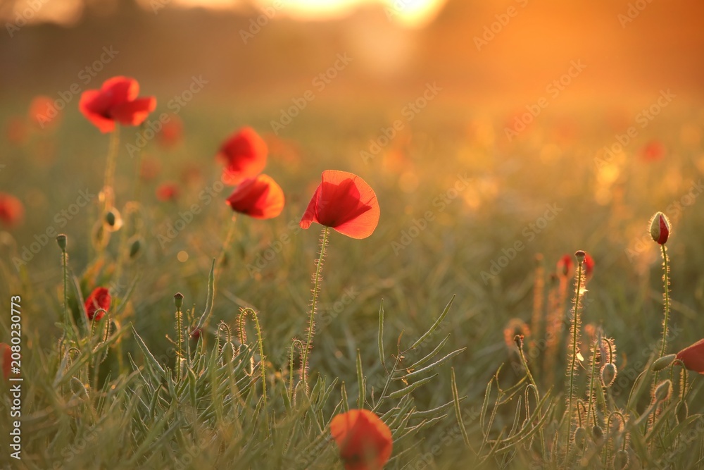 Naklejka premium Poppy in the field during sunset. Poland.