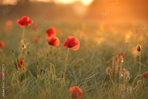Poppy in the field during sunset. Poland.