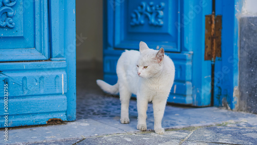 Bilde på lerret An observant white cat stands by a vibrant blue door, gazing away