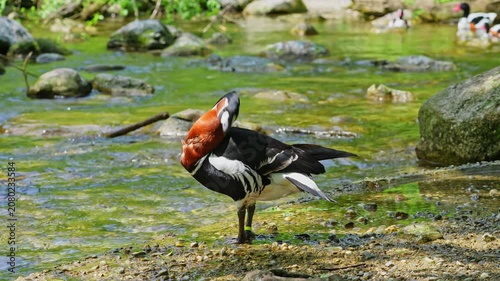 Branta ruficollis, Red-breasted Goose brightly marked species of goose in the genus Branta from Eurasia, breeds in Arctic Siberia, mainly on the Taymyr Peninsula.