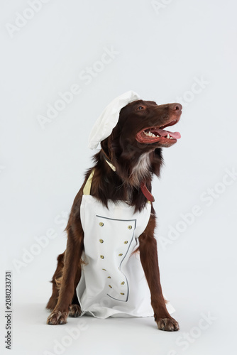 Cute dog in chefs uniform o...
