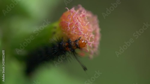 Black spiky caterpillar of Mauritius eating parts of pink flower
