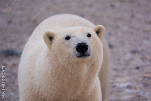 Polar bear closeup