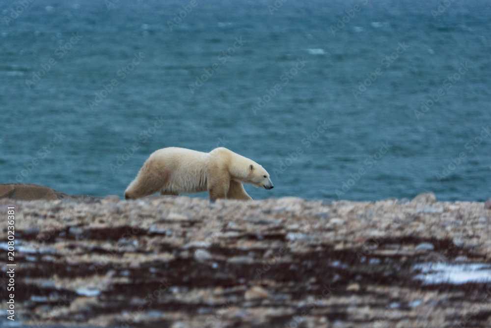 Fototapeta premium polar bear on the beach