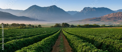 Workers Collecting Seasonal Fruit in Lush Plantation Landscape