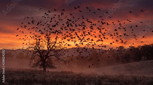 Massive flock of ravens taking flight from a silhouetted oak tree during a fiery sunset