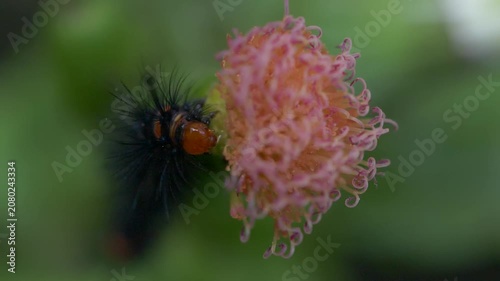Black spiky caterpillar of Mauritius eating parts of pink flower head