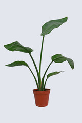 plants flowers indoor and out door 