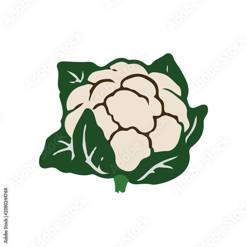 Cauliflower vegetable vector illustration. Fresh white cauliflower with green leaves isolated on white background.