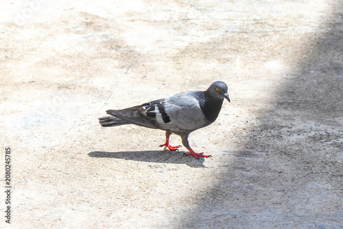 Pigeon pigeons bird searching for food on street ground floor.