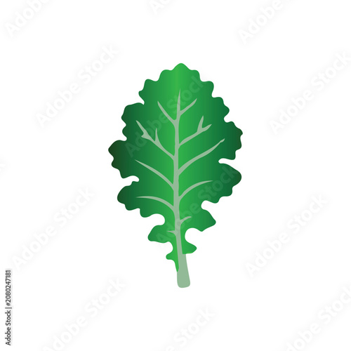 Green kale leaf vector illustration. Fresh organic lettuce or salad leaf isolated on white background.