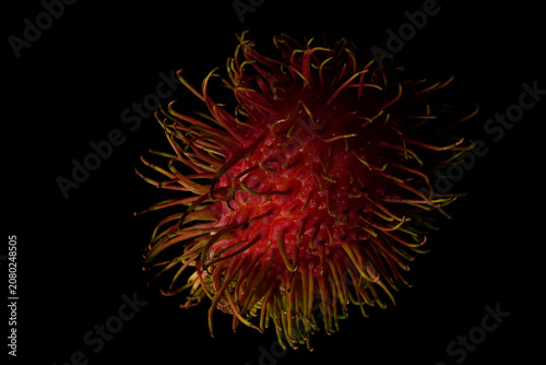 Obraz na plátně Rambutans organic fruit with hairy alien looking fruit, with a creamy taste and