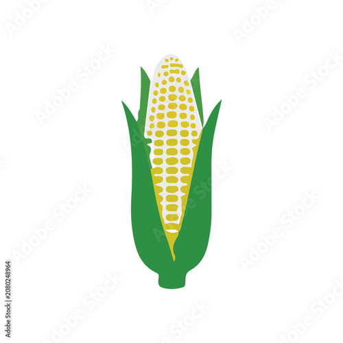 Sweet corn on the cob vector illustration. Fresh yellow corn with green husk isolated on white background.