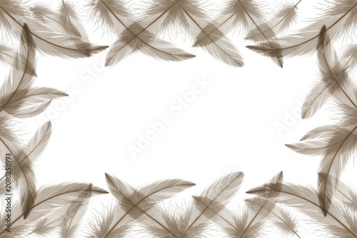 Floating Feather Border, Soft Brown Feathers Frame for Creative Backgrounds and Designs