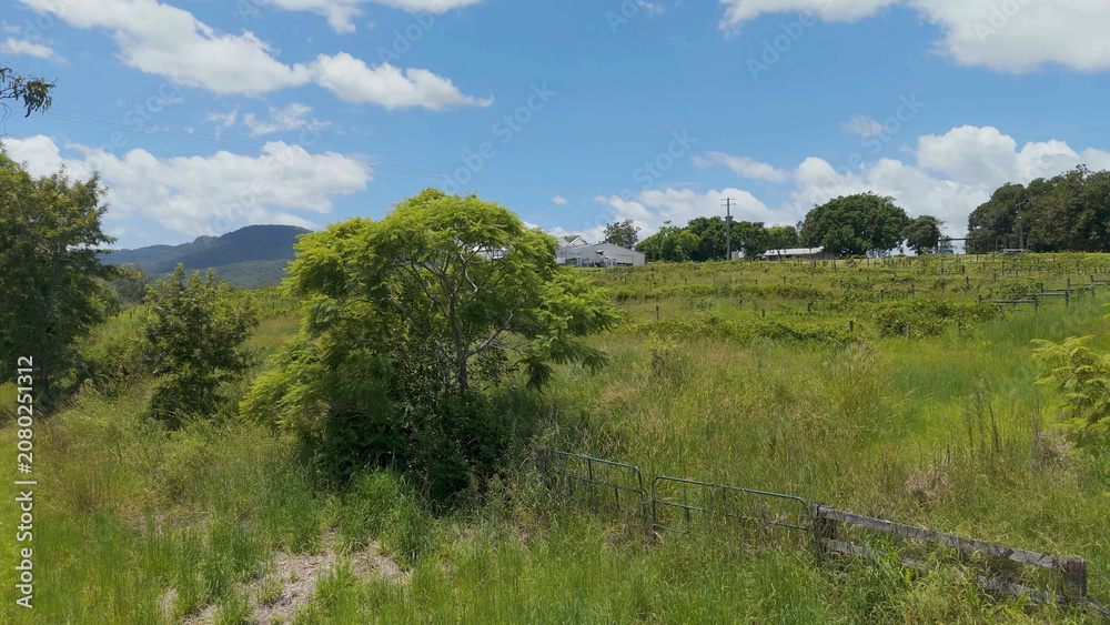 Fototapeta premium Rural Vineyard Landscape with Green Trees and Mountains in Beaudesert Australia