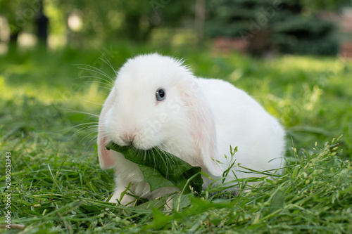 A white fluffy rabbit eats grass in a clearing