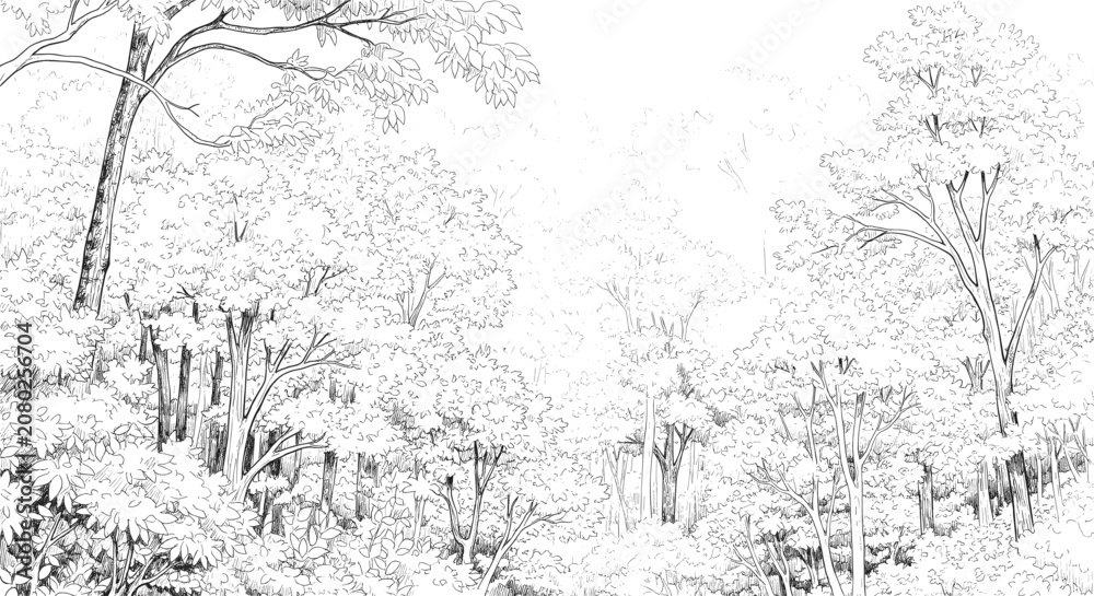 Obraz premium Open canopy forest background, detailed hand-drawn woodland scene, vintage nature ink illustration, black and white line art vector graphic.