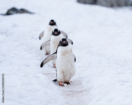A busy day on the penguin superhighway