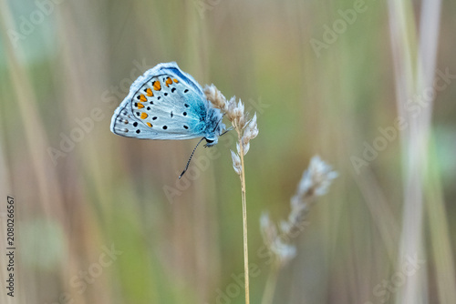 Cuadro en lienzo Lycaenidae / Çokgözlü Mavi / Common Blue / Polyommatus icarus