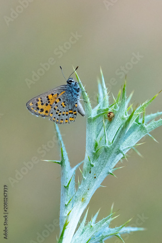Foto Lycaenidae / Anadolu Gelinciği / Anatolian Vernal Copper / Tomares nogelii
